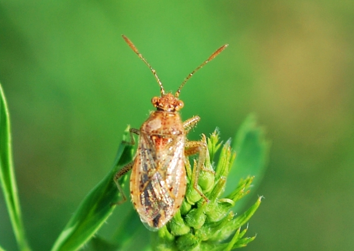 Rhopalus parampunctatus